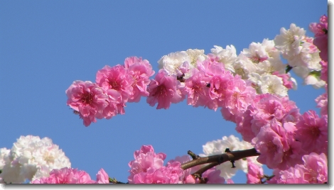sakura