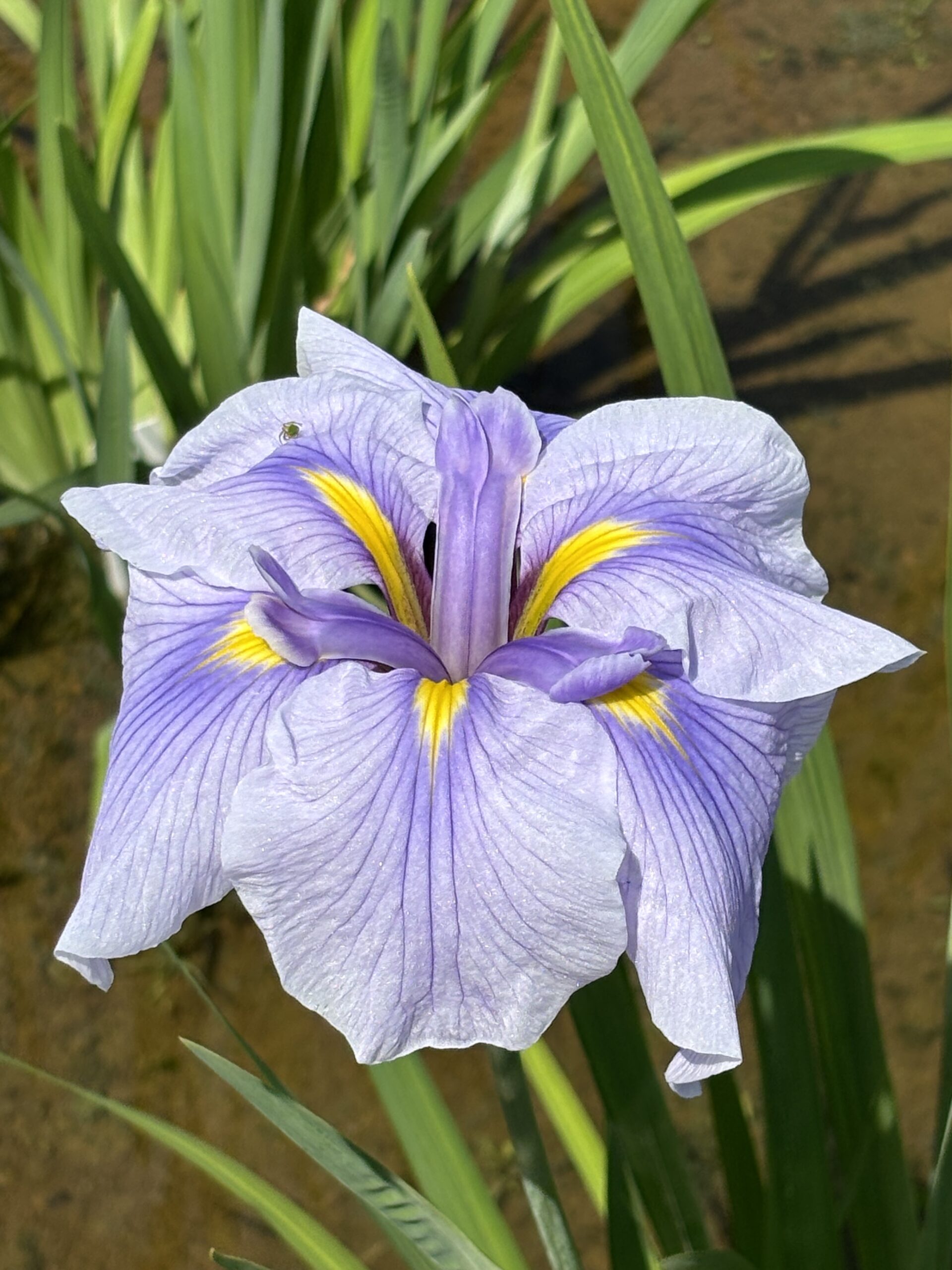 Iris